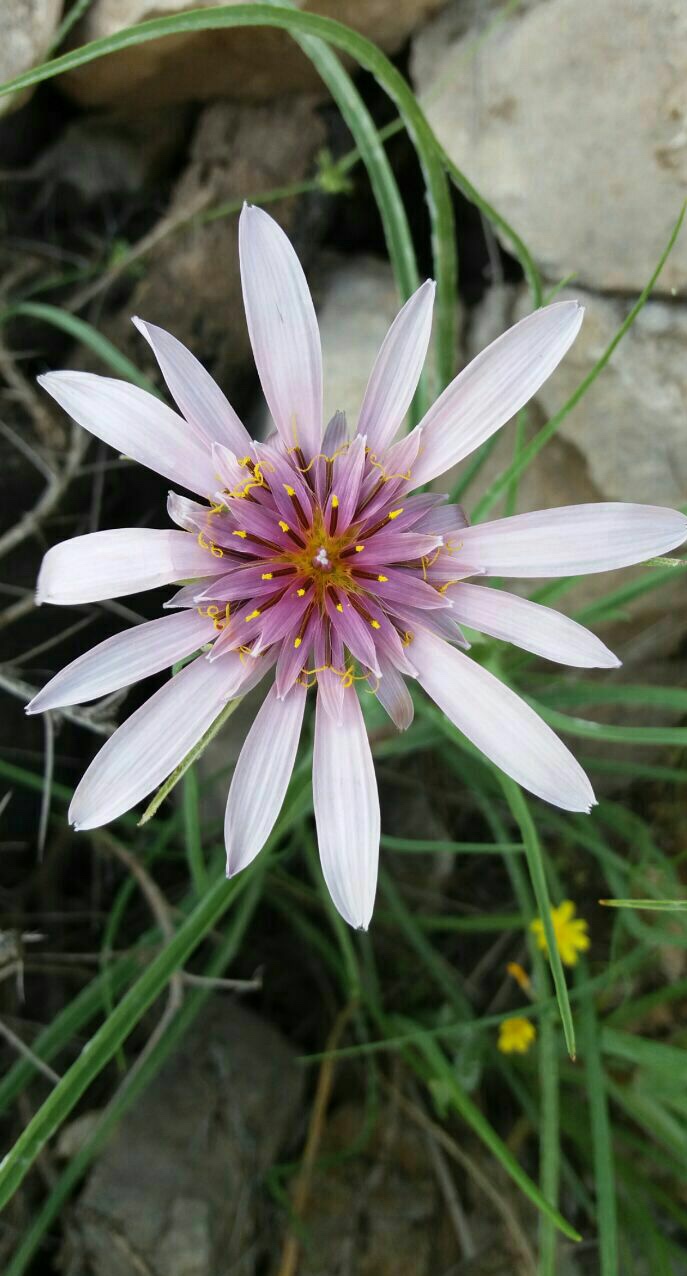 شنگ نی مانند